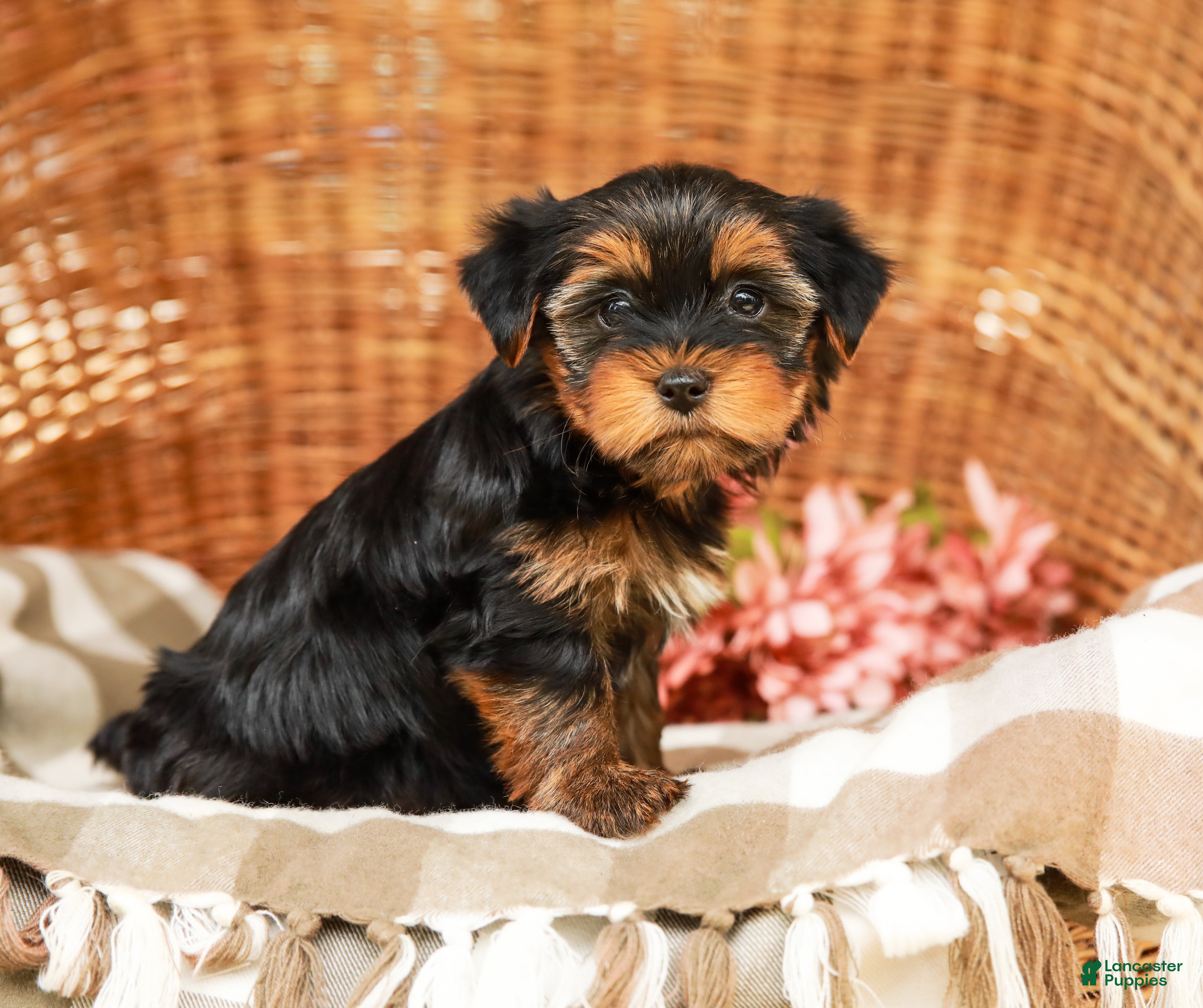 Yorkshire Terrier dogs Gumdrop AKC Champion Bloodline - Ad 2
