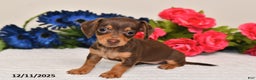 Miniature Dachshund dogs for sale: Sasha - Ad 5