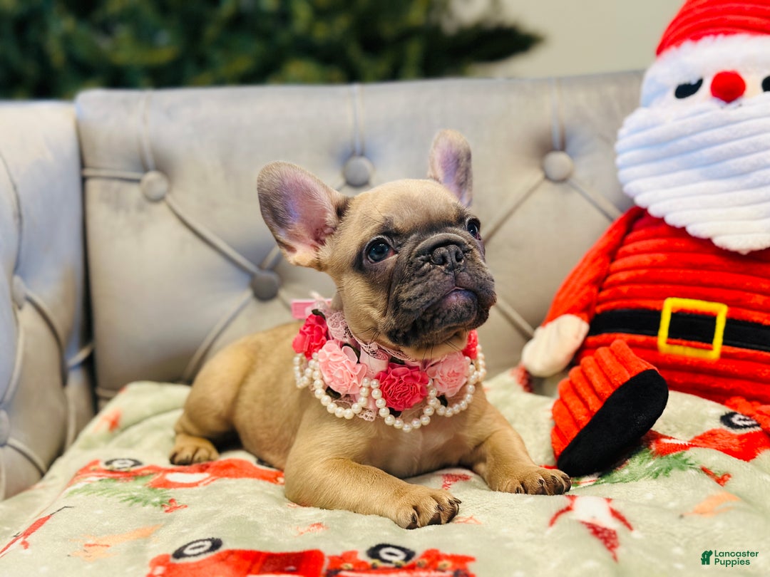 French Bulldog dogs for sale: Lily - Ad 5