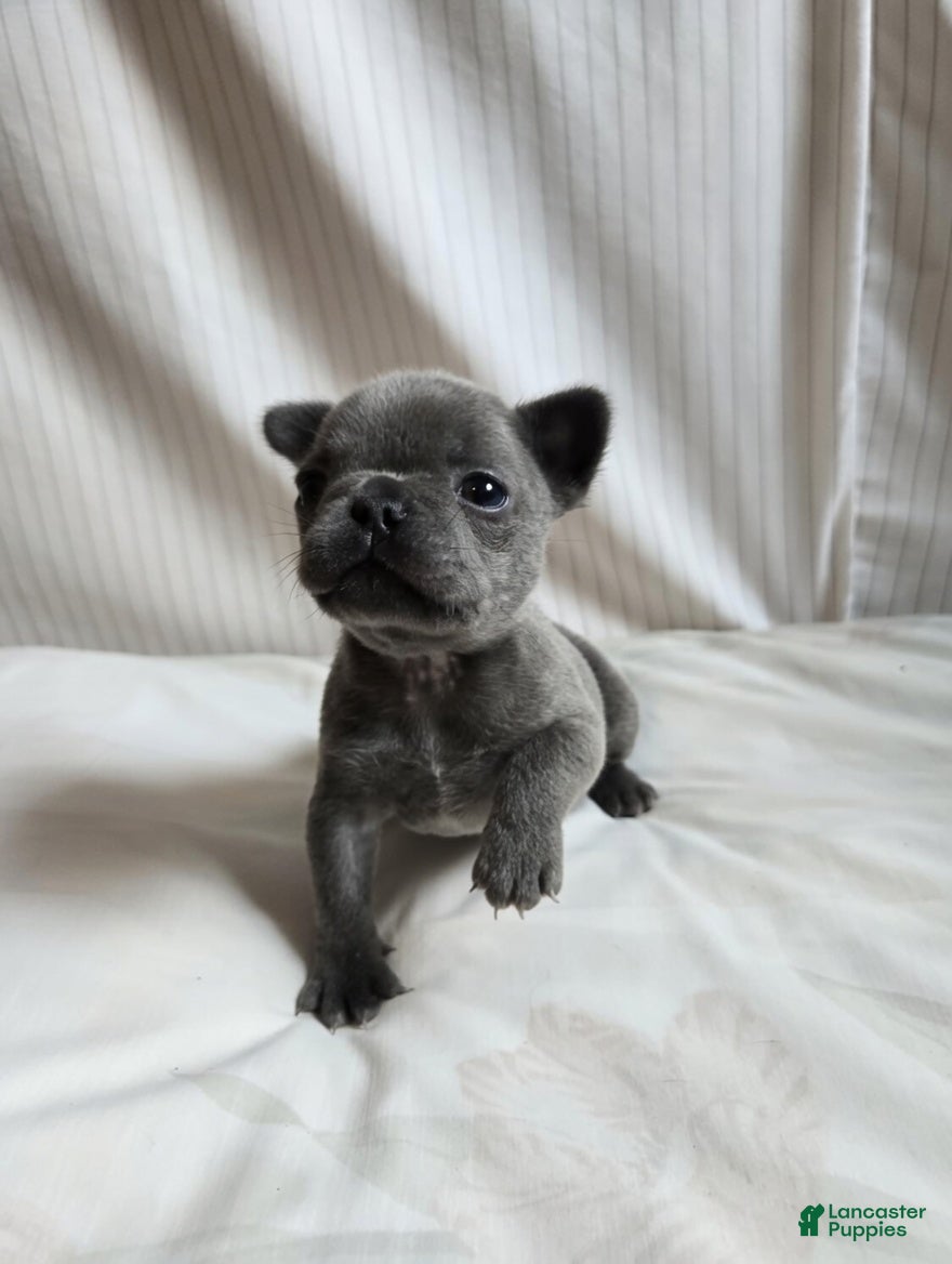 French Bulldog dogs for sale: Vienna  - Ad 3