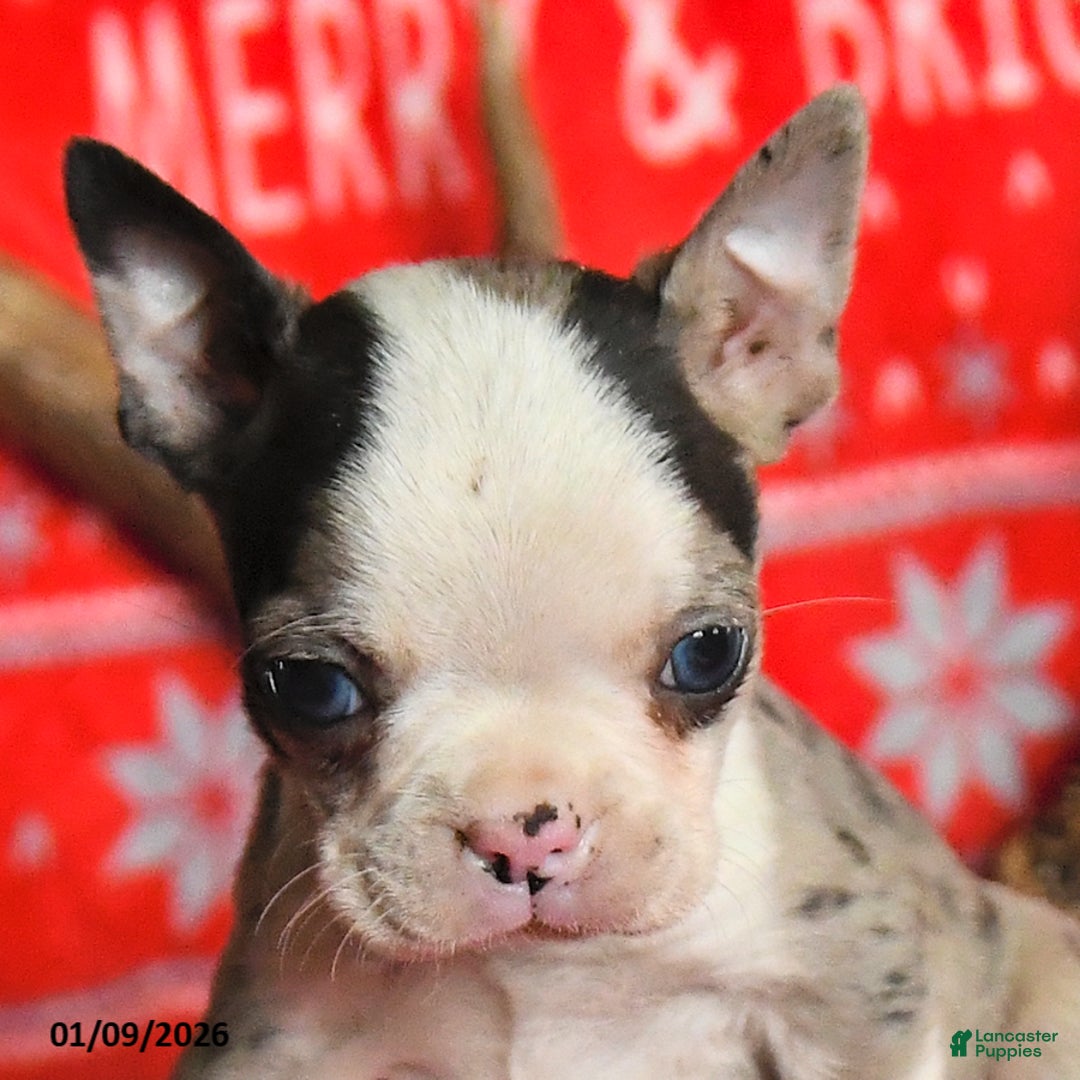 Boston Terrier dogs for sale: Indiana - Ad 2