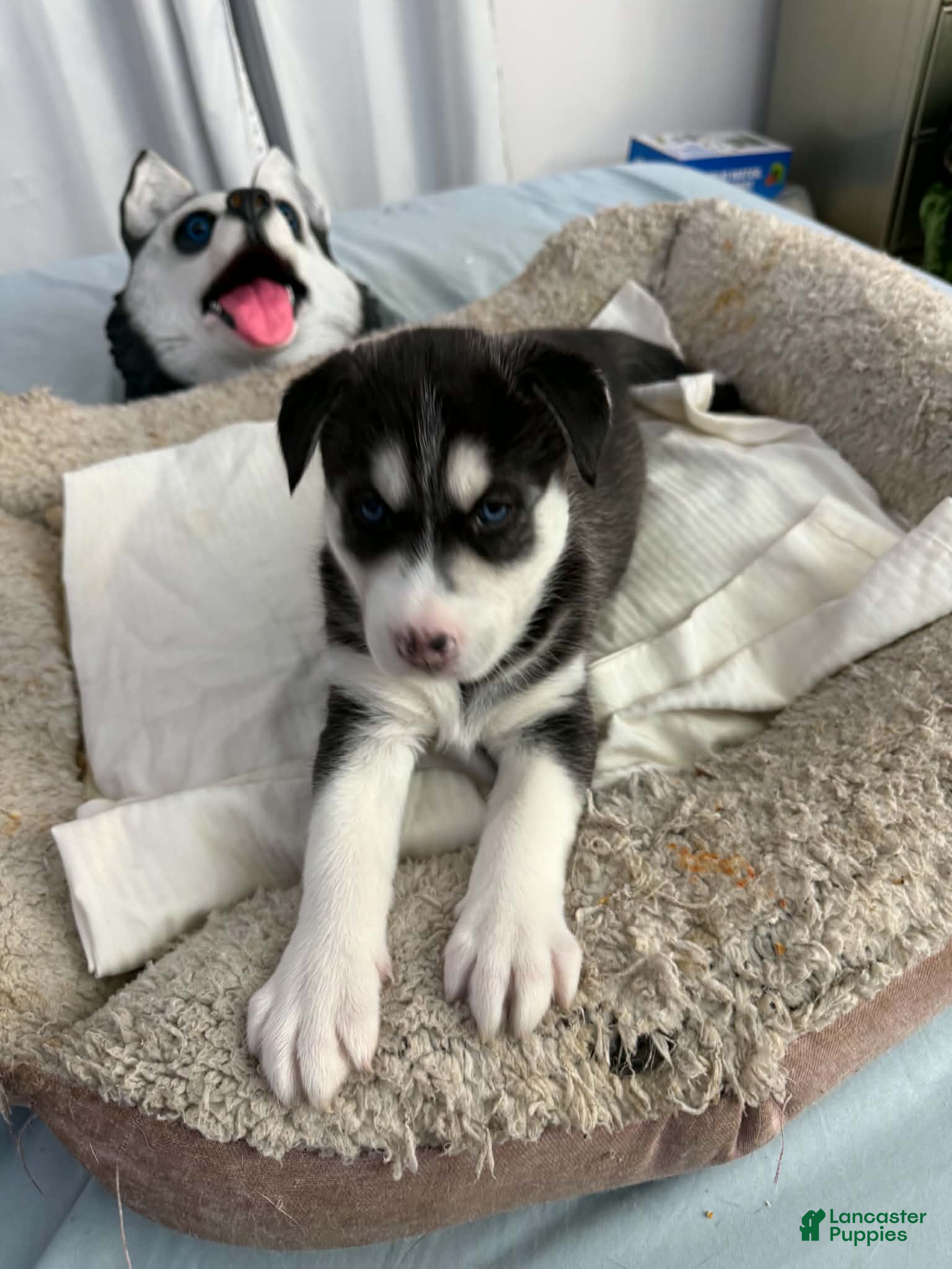 Siberian Husky dogs Bella - Ad 1