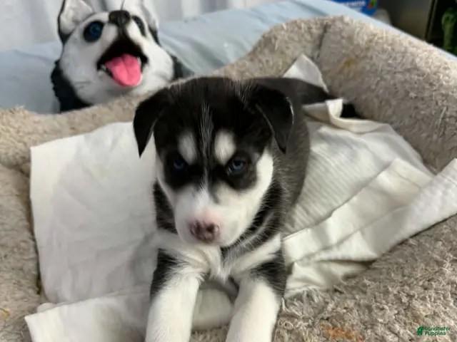Siberian Husky dogs Bella - Ad 1