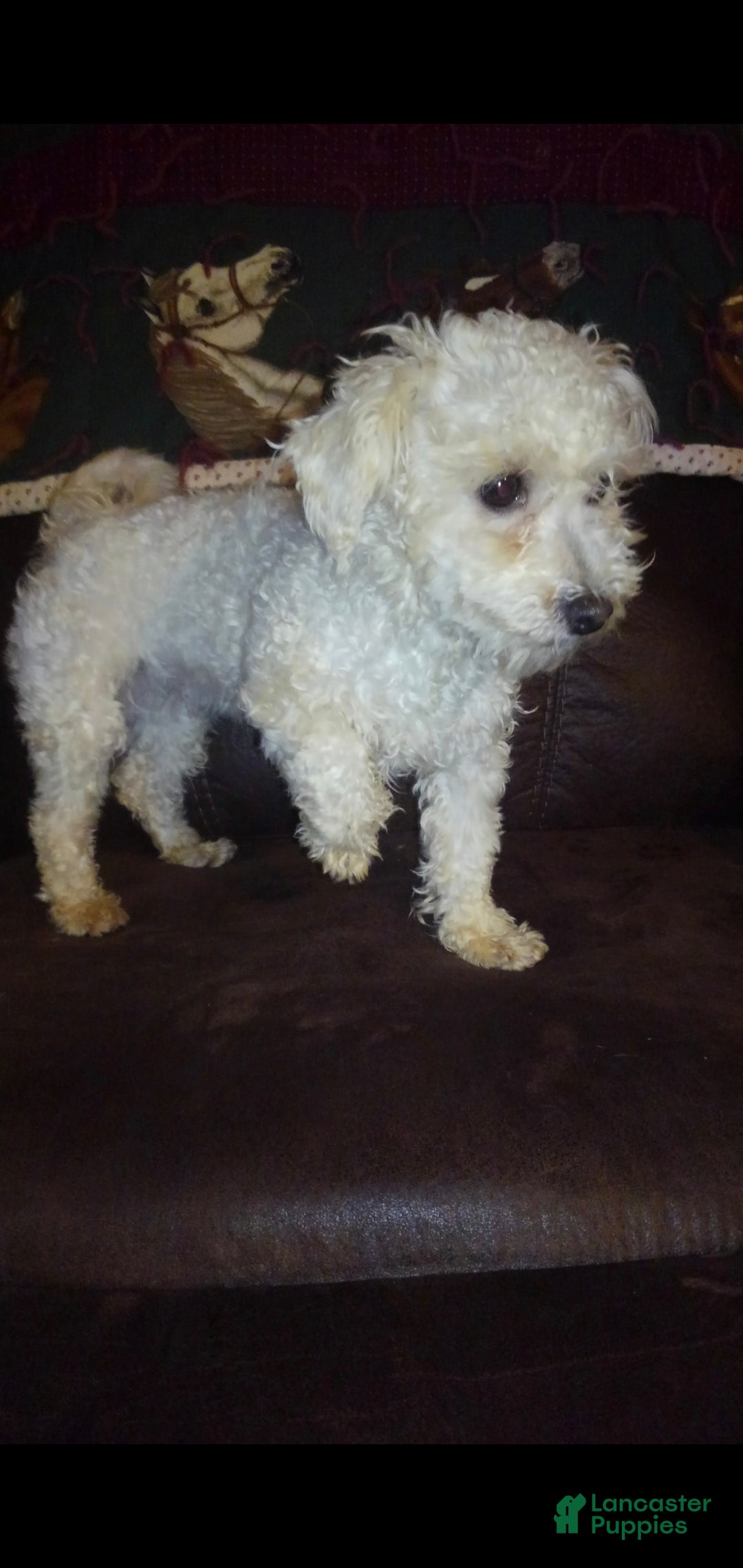 Cavachon dogs for sale: Cole - Ad 5