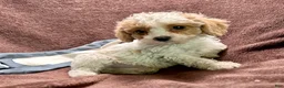 Cavapoo dogs for sale: Loki - Ad 5