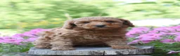 Cockapoo dogs for sale: Rosie - Ad 2