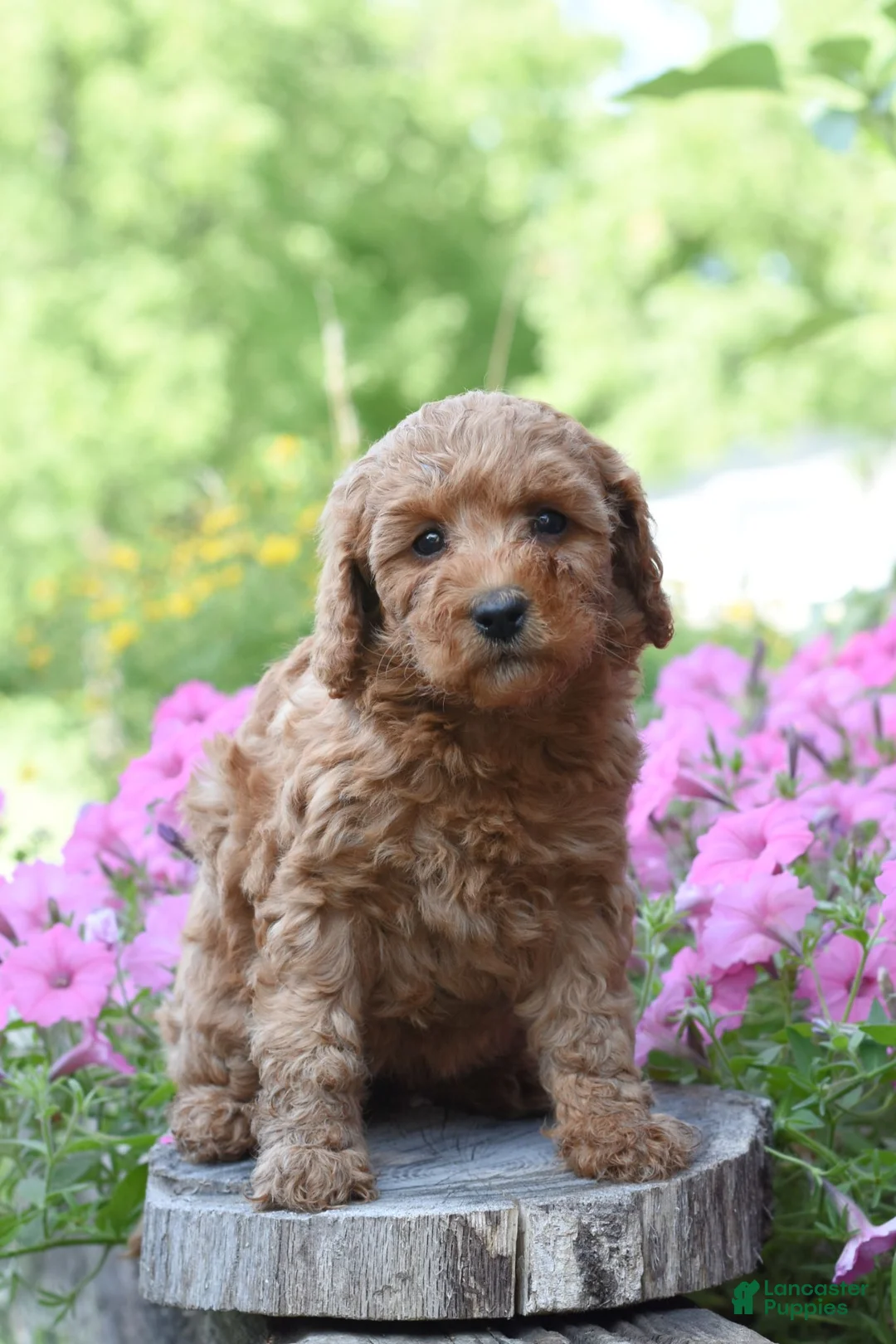 Cockapoo dogs for sale: Rosie - Ad 2