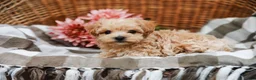 Maltipoo dogs for sale: Dominic - Ad 7