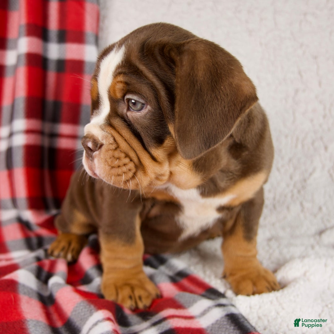 Mixed Breed dogs for sale: Fred - Ad 7