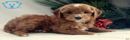 Cavapoo dogs for sale: Brody - Ad 2