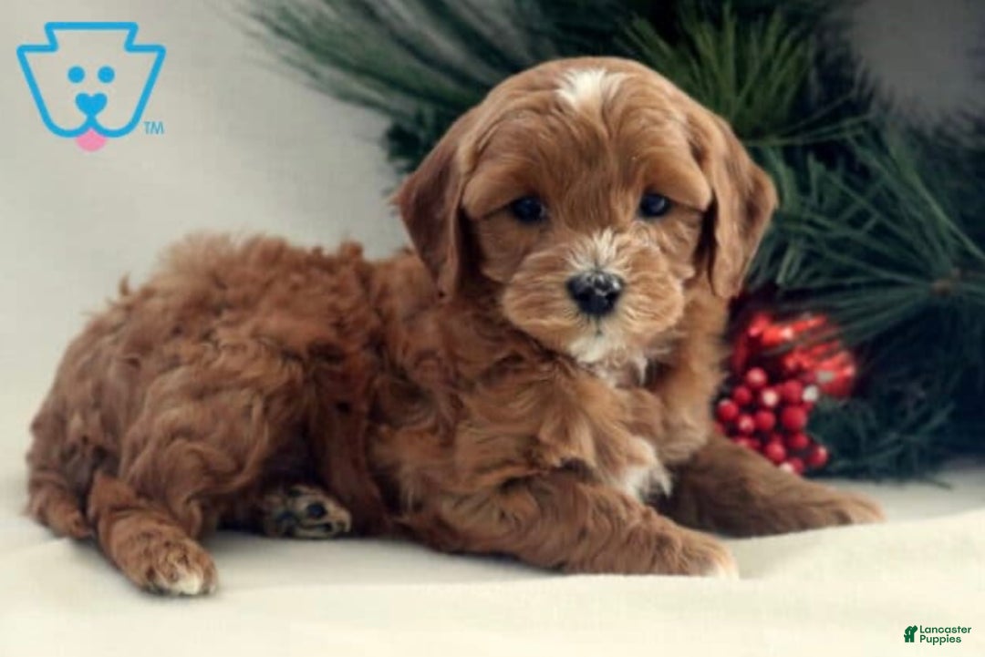 Cavapoo dogs for sale: Brody - Ad 2