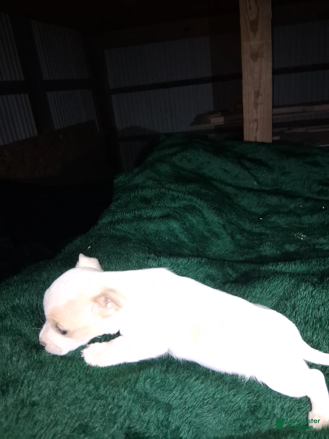 Chihuahua dogs for sale: Chihuahua Puppy 1 - Ad 2