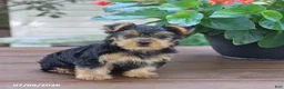 Yorkshire Terrier dogs for sale: Theo - Ad 4