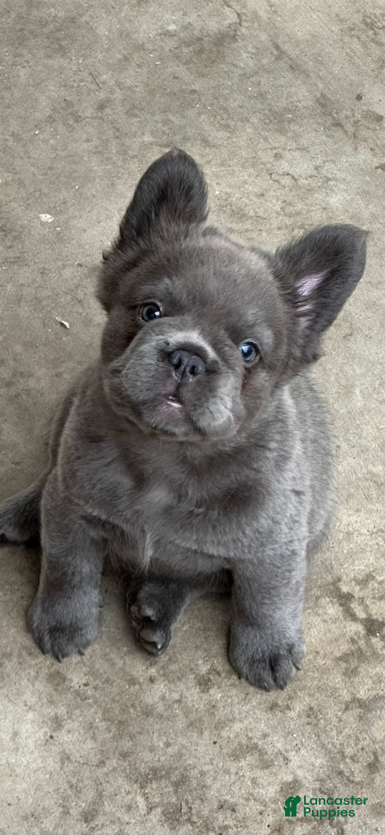 French Bulldog dogs Nehemiah - Ad 1
