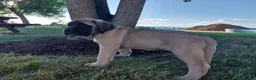 English Mastiff dogs for sale: Misty - Ad 4