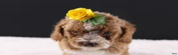 Mini Goldendoodle dogs for sale: Paislee - Ad 6
