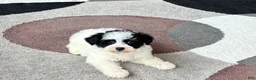 Havapoo dogs for sale: Havapoo boy 2 - Ad 6