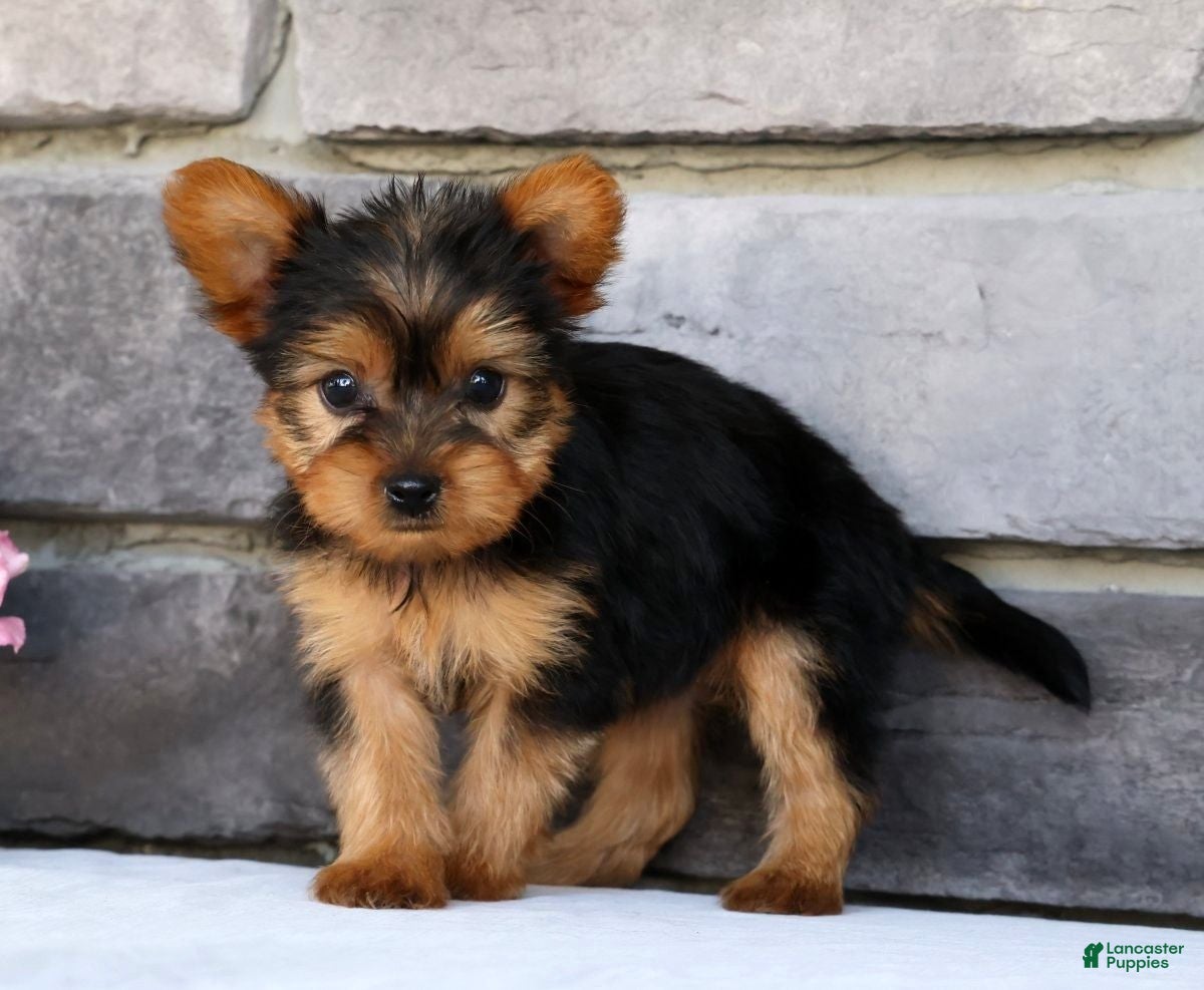 Morkie dogs Opal - Ad 2