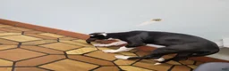 Great Dane dogs for sale: Great Dane 1 - Ad 2