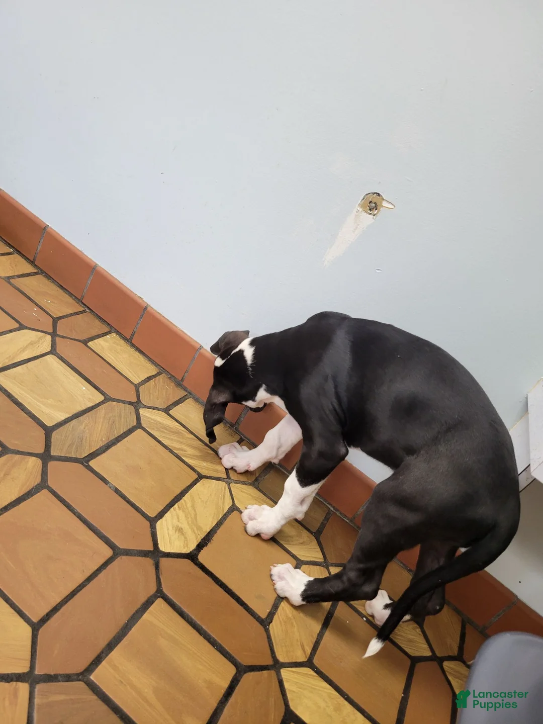 Great Dane dogs for sale: Great Dane 1 - Ad 2