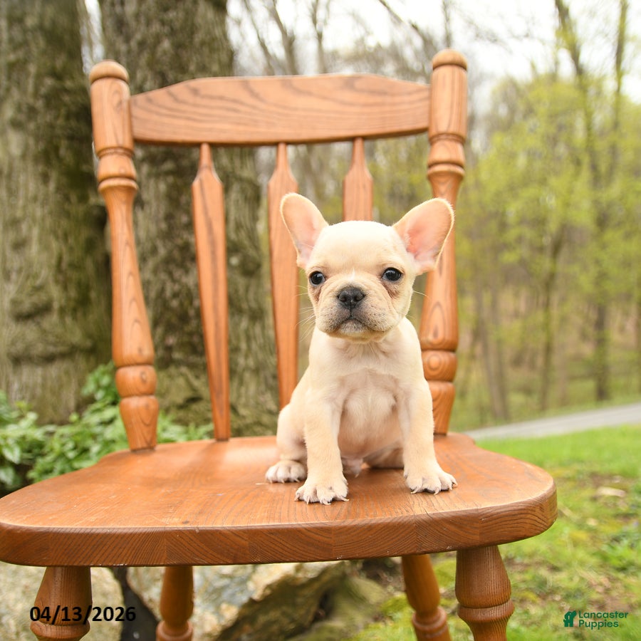 French Bulldog dogs Dwayne - Ad 2