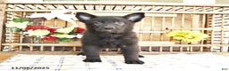 Mixed Breed dogs for sale: Oden - Ad 3