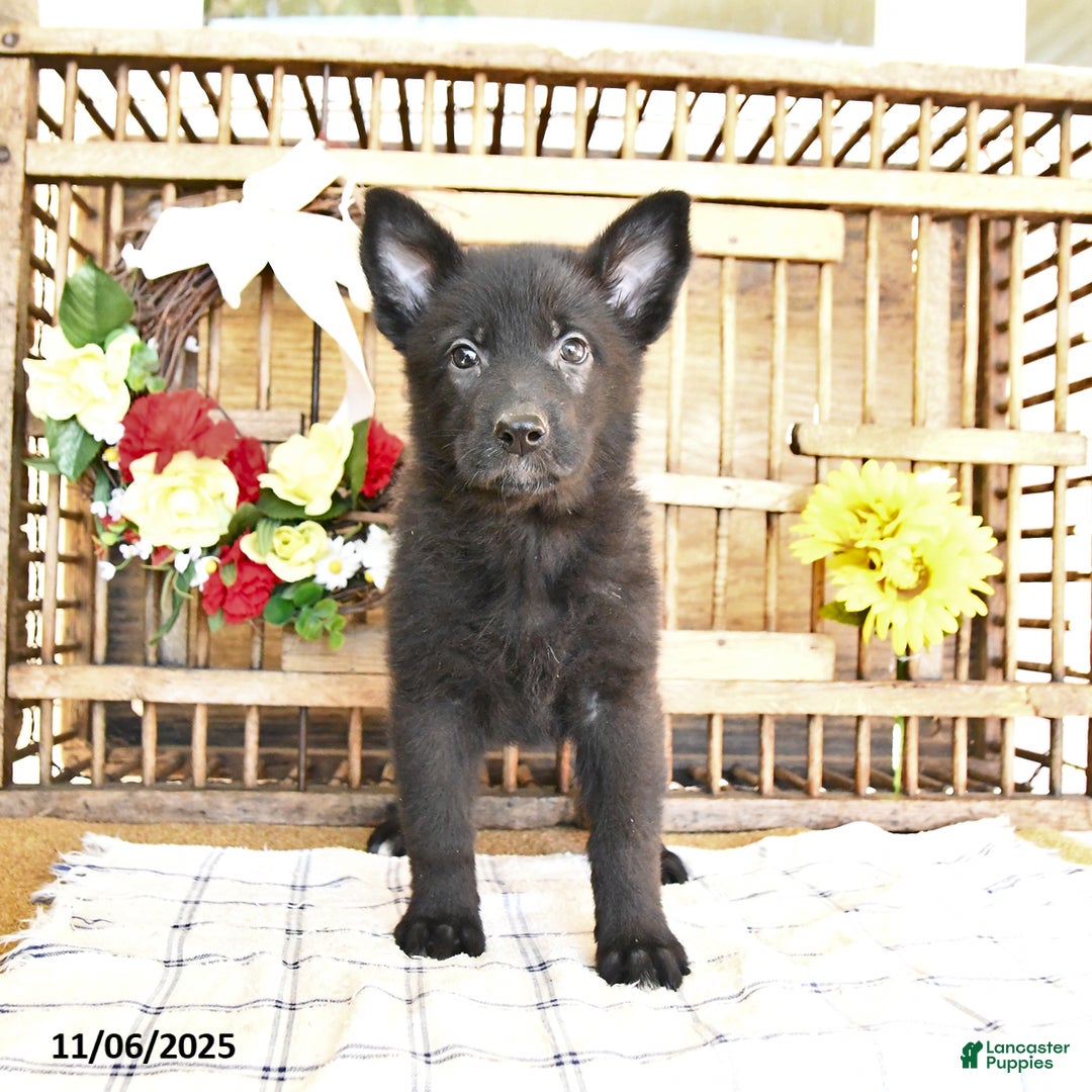 Mixed Breed dogs for sale: Oden - Ad 3