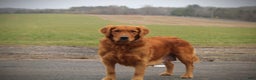 Golden Retriever dogs for sale: Tracy - Ad 2