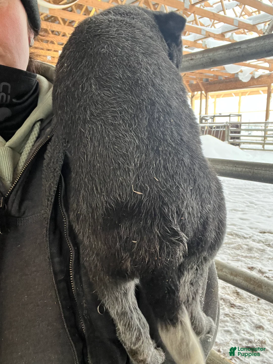 Australian Cattle Dog dogs for sale: Archer - Ad 2