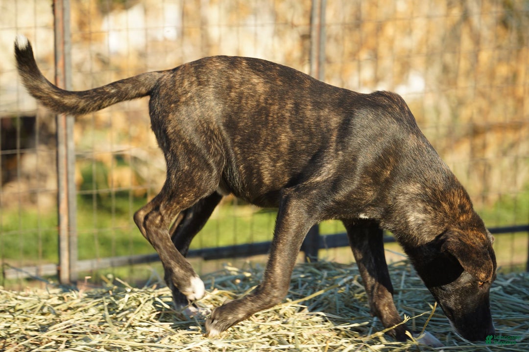 Mixed Breed dogs for sale: Bear Tiscar Farm Dog - Ad 14