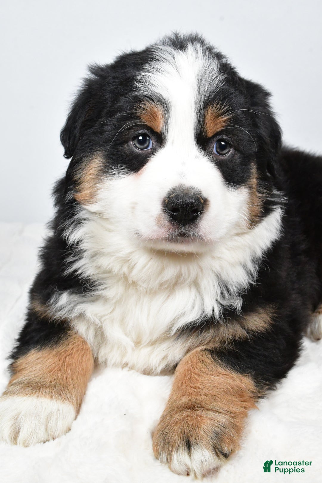 Australian Shepherd dogs for sale: Tommy - Ad 3