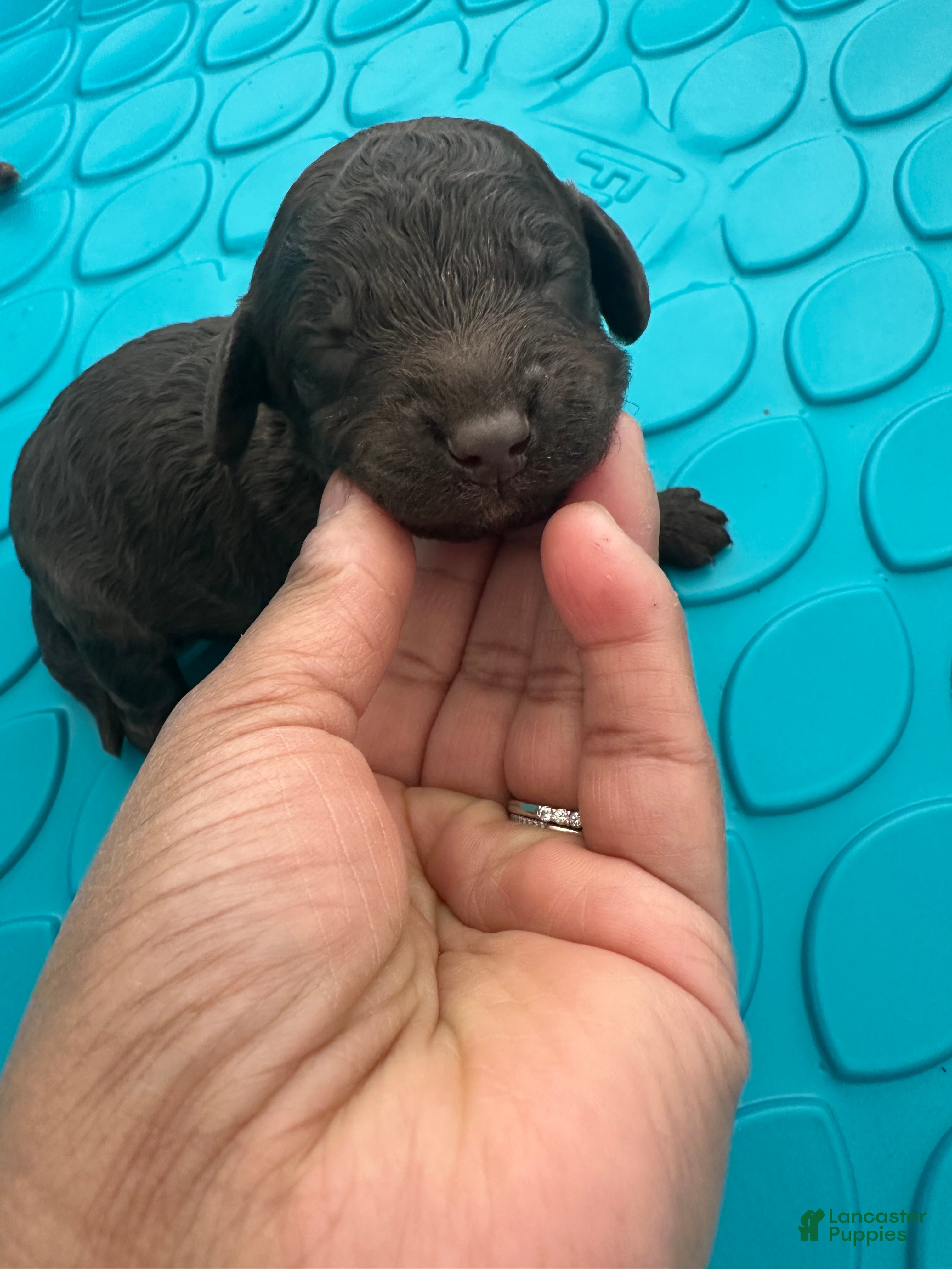 Mini Goldendoodle dogs Godiva (RESERVED) - Ad 31