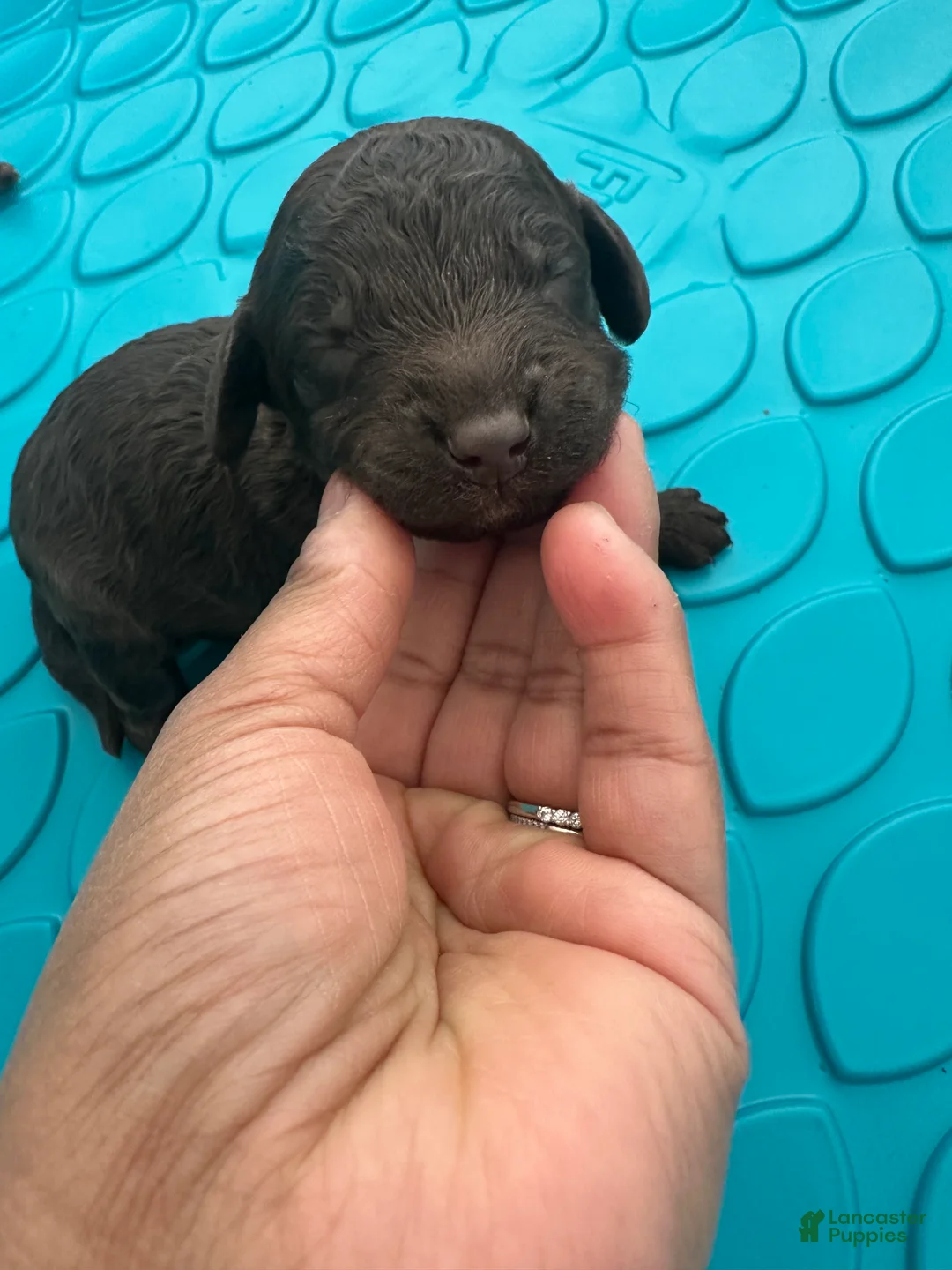 Mini Goldendoodle dogs for sale: Godiva (RESERVED) - Ad 1