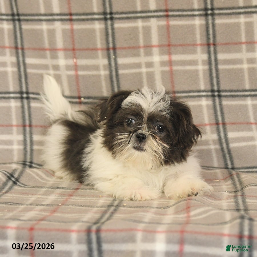 Shih Tzu dogs Wallace - Ad 2