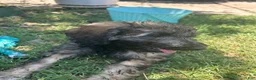 Bordoodle dogs for sale: Roxy - Ad 3