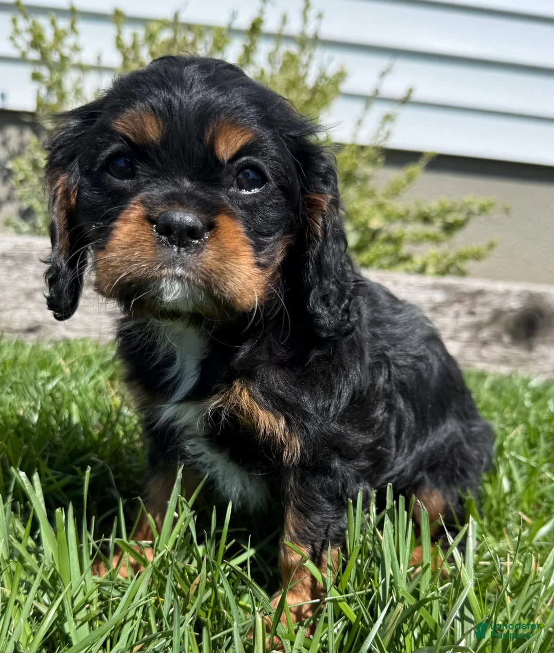 Cavalier King Charles Spaniel dogs for sale: Bella - Ad 1
