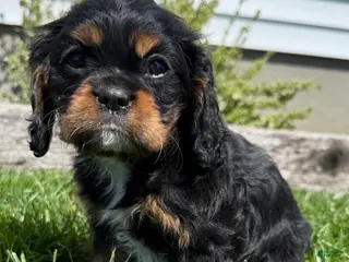 Cavalier King Charles Spaniel dogs Bella - Ad 24