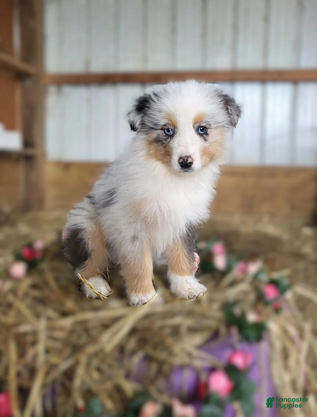 Australian Shepherd dogs for sale: Australian Shepherd Puppy 2 Cara - Ad 3
