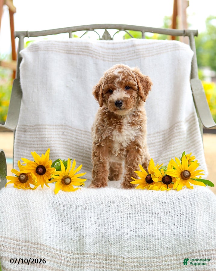 Mini Goldendoodle dogs Jessie - Ad 2