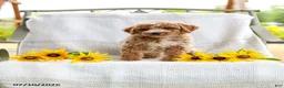 Mini Goldendoodle dogs for sale: Jessie - Ad 2