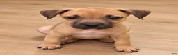 American Bully dogs for sale: Rocky - Ad 3