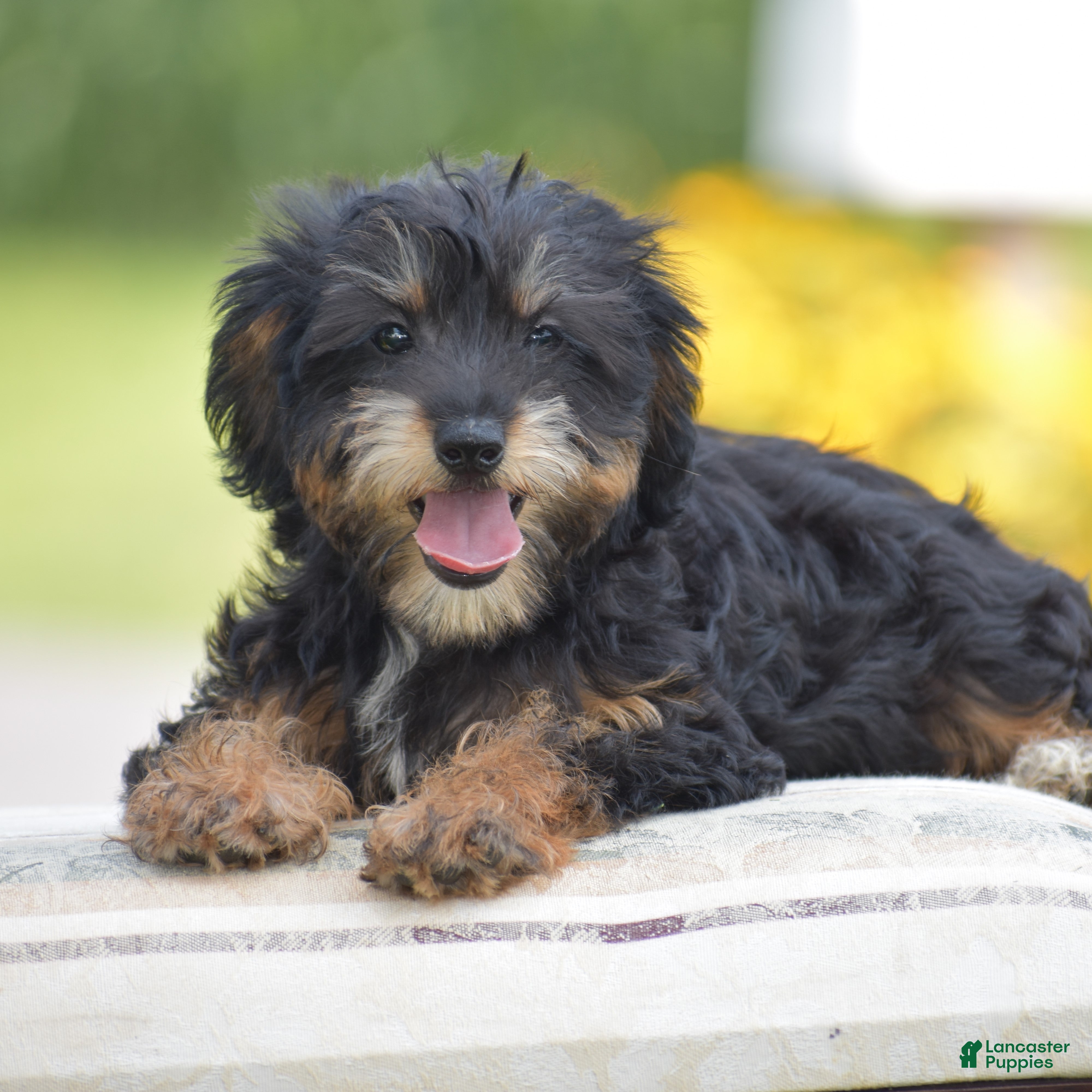 Yorkiepoo dogs Adora - Ad 1
