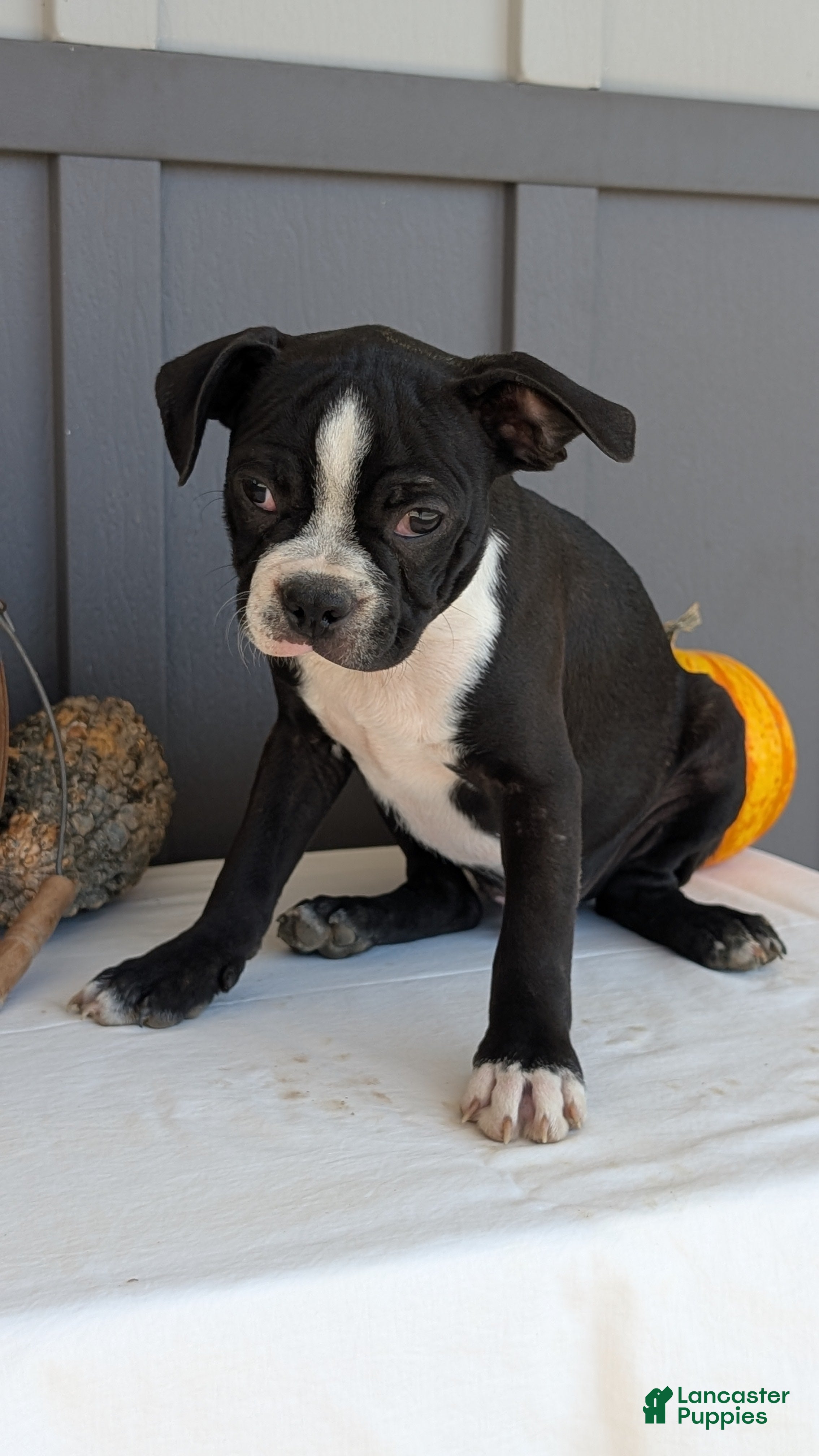 Boston Terrier dogs for sale: Tyson - Ad 2