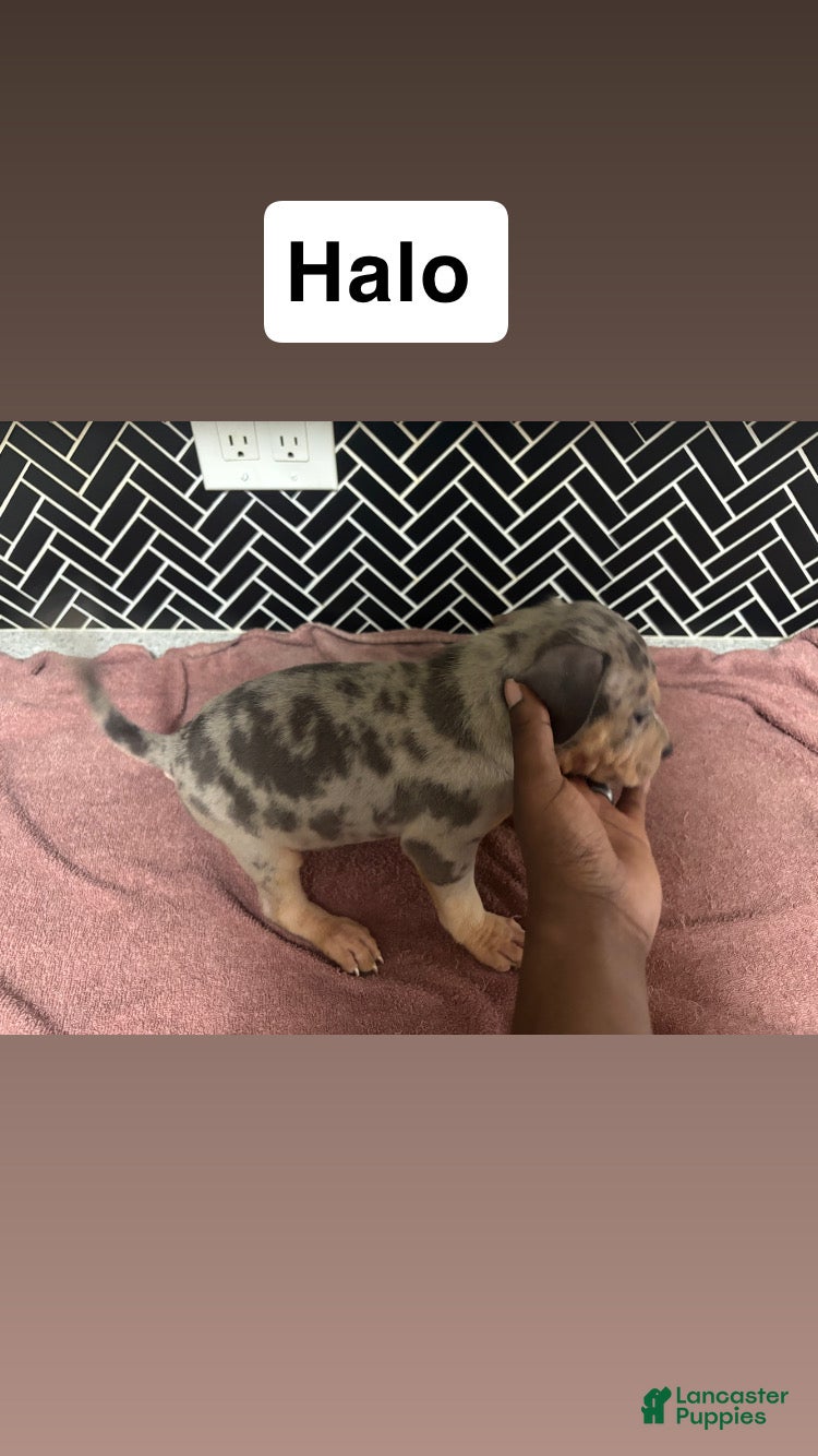 American Bully dogs American Bully Puppy 2 - Ad 35