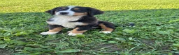 Bernese Mountain Dog dogs for sale: Paisley - Ad 5