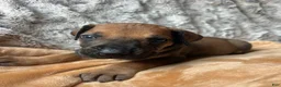 Great Dane dogs for sale: Barney - Ad 2