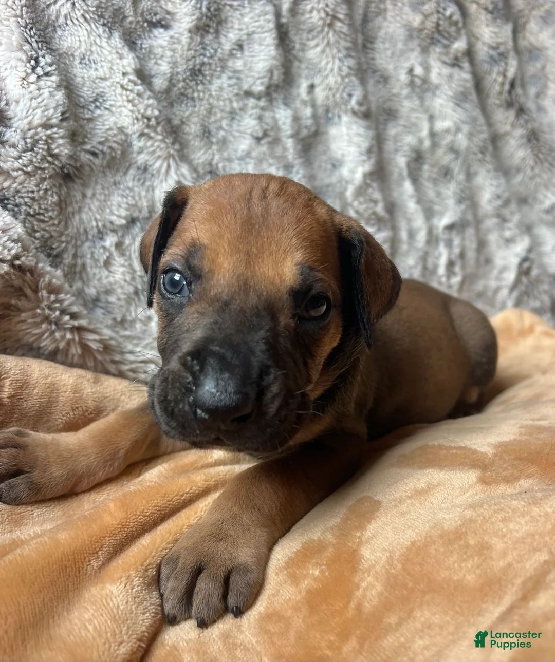 Great Dane dogs for sale: Barney - Ad 2