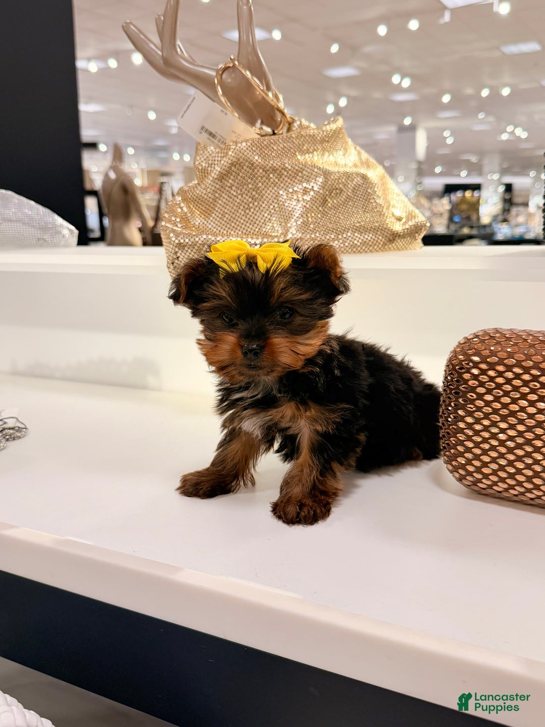 Yorkshire Terrier dogs for sale: TEACUP Barbie  - Ad 4