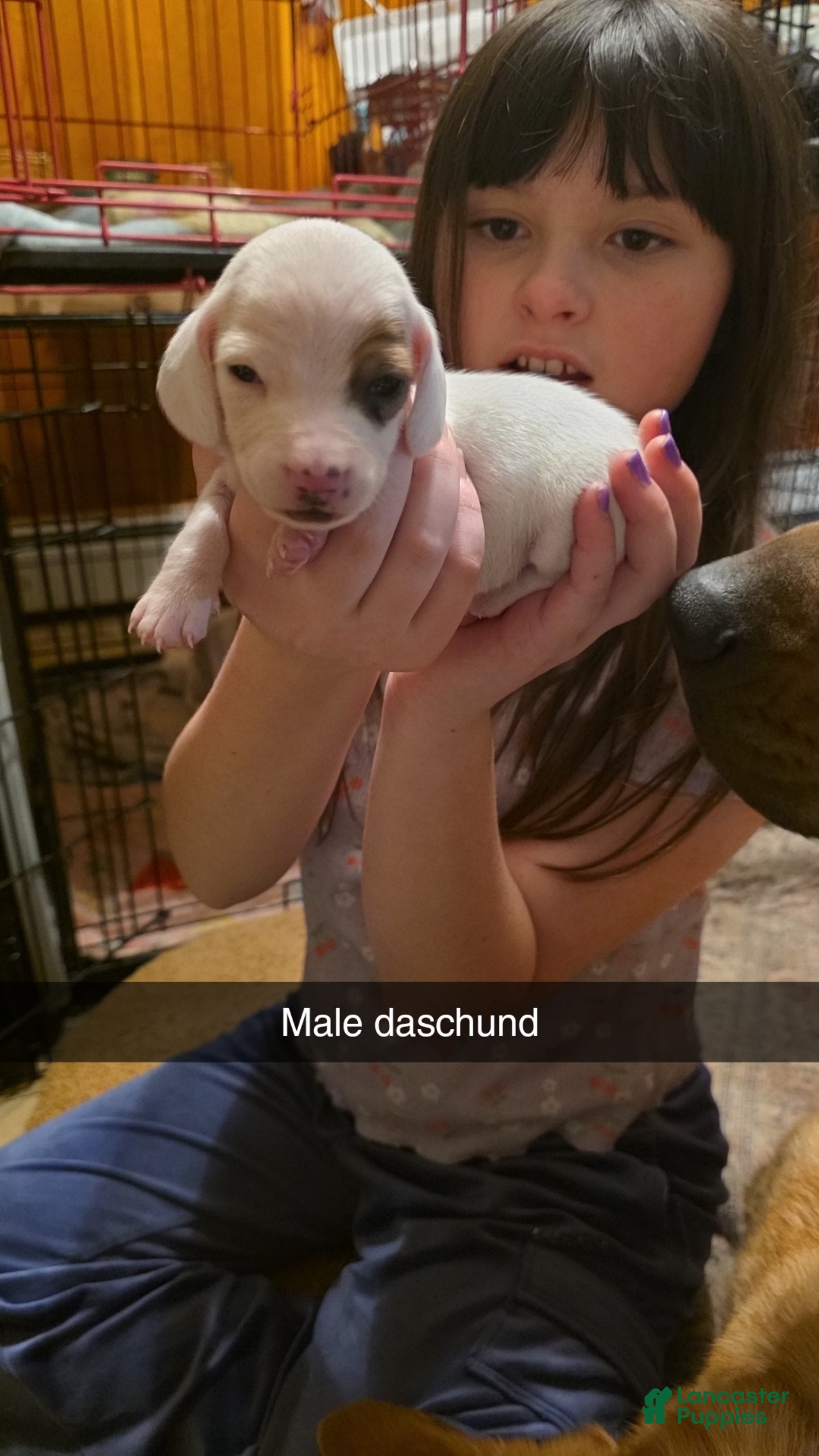 Dachshund dogs Dachshund Puppy 3 - Ad 16