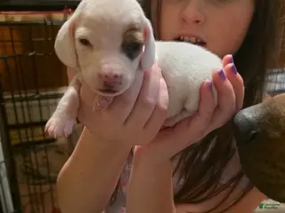 Dachshund dogs Dachshund Puppy 3 - Ad 16